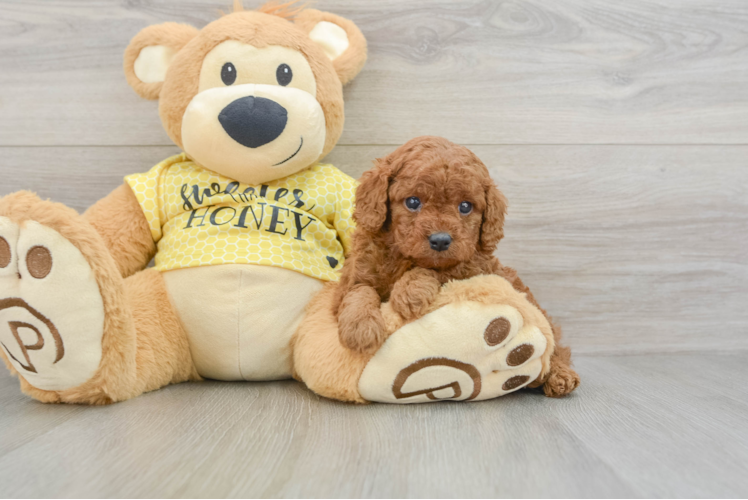 Energetic Cavoodle Poodle Mix Puppy