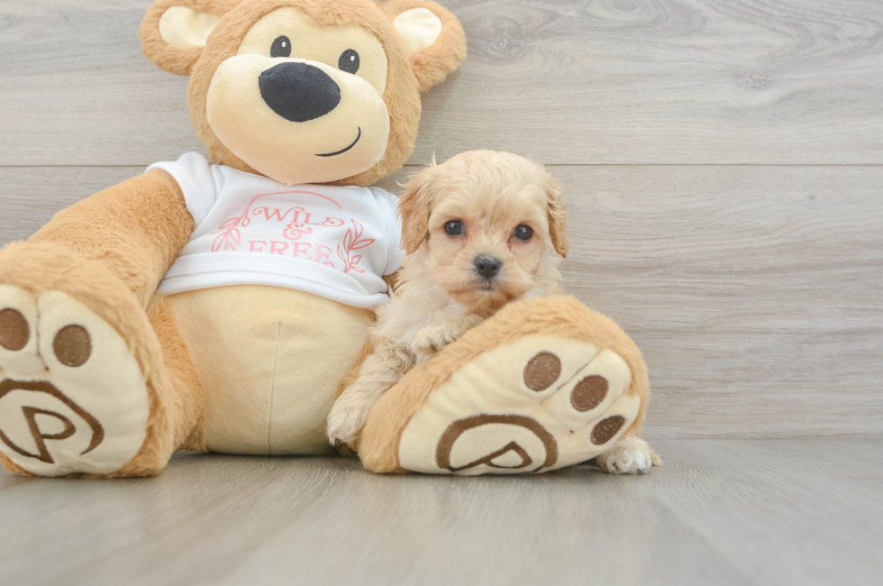 6 week old Cavapoo Puppy For Sale - Premier Pups