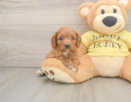 9 week old Cavapoo Puppy For Sale - Premier Pups