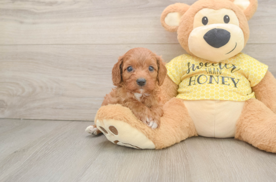 Small Cavapoo Baby