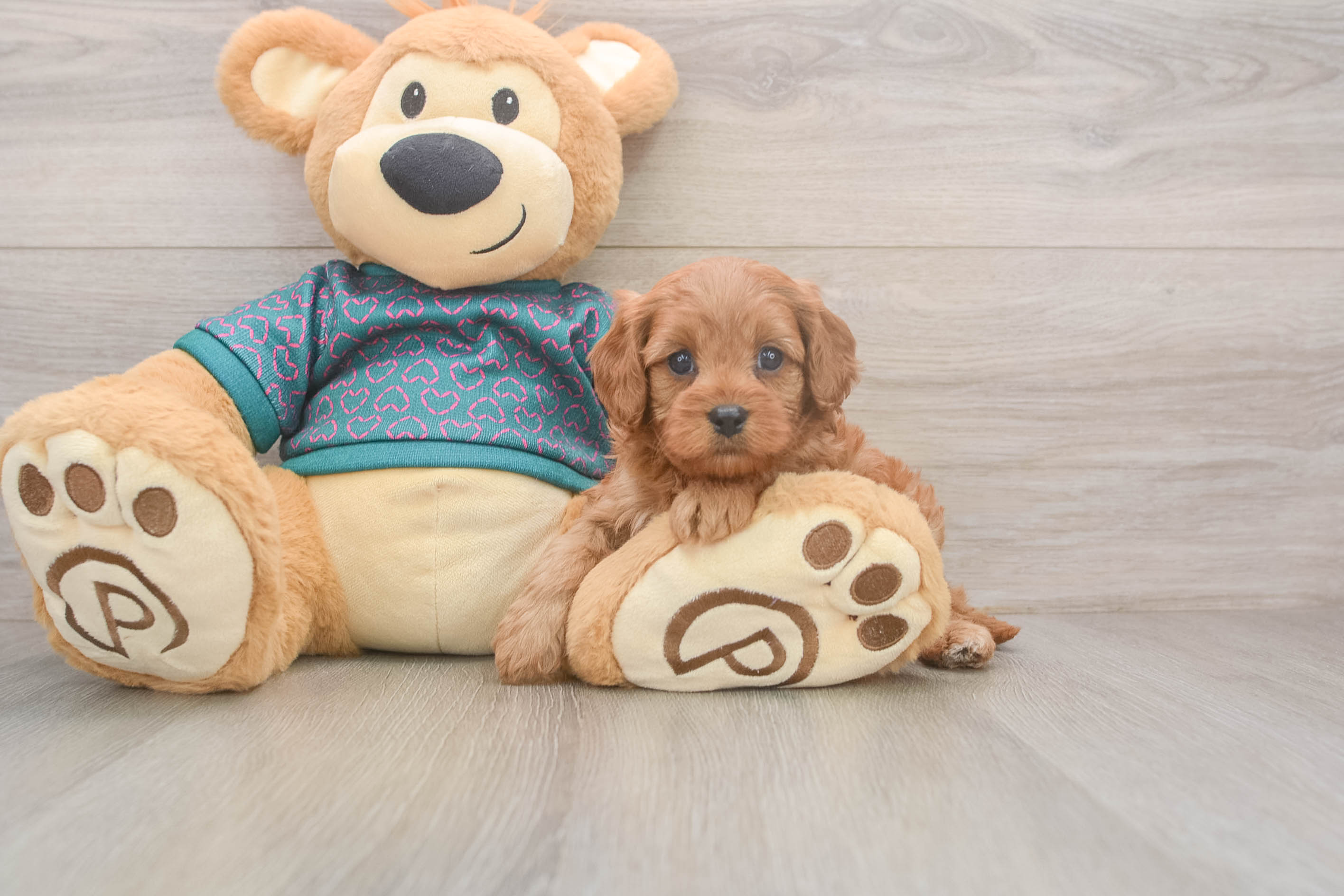Best Cavapoo Baby