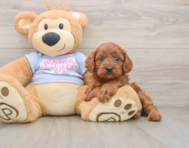 7 week old Cavapoo Puppy For Sale - Premier Pups