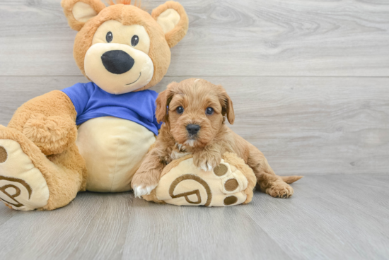 Cute Cavapoo Baby