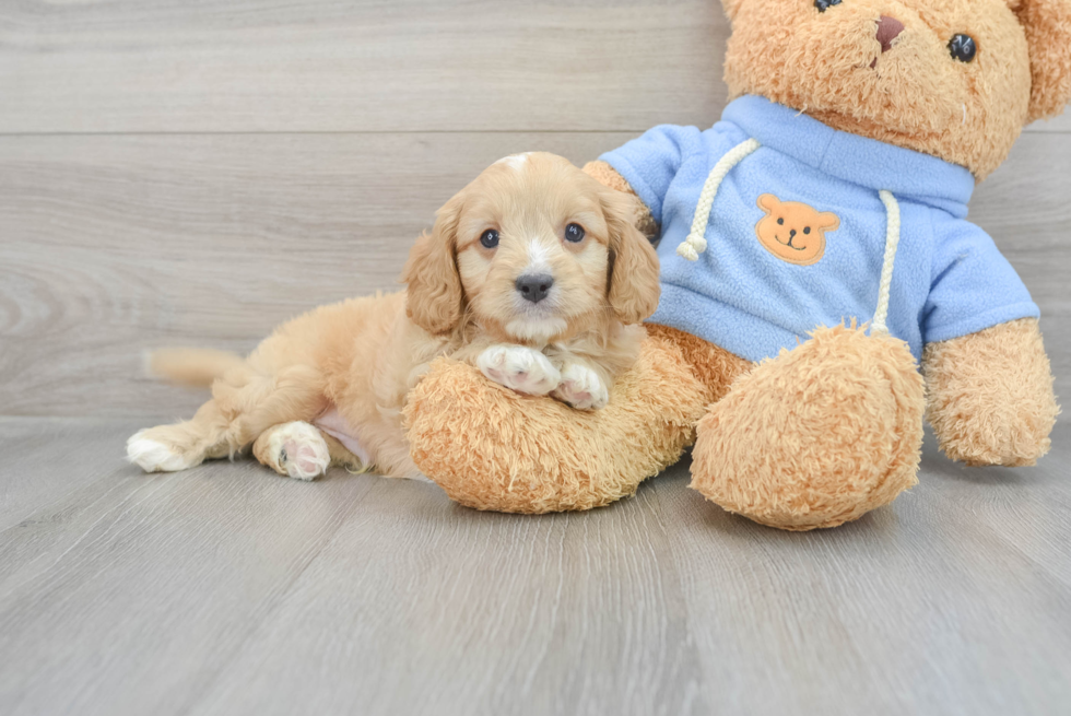 Cavapoo Puppy for Adoption