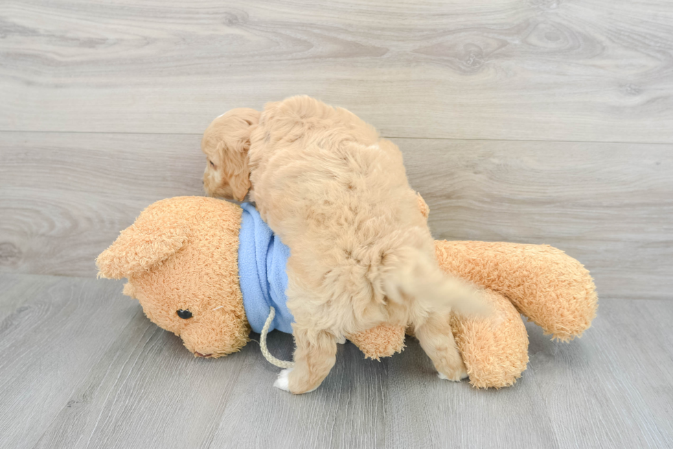 Cavapoo Pup Being Cute