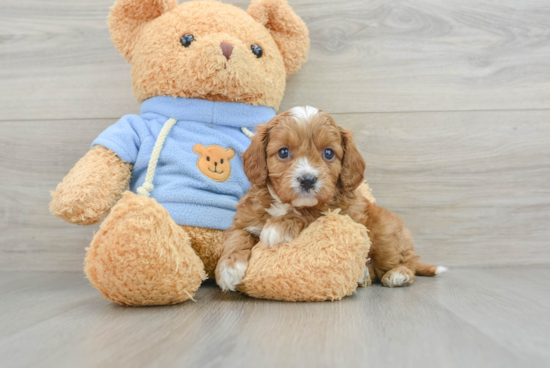 Cavapoo Pup Being Cute