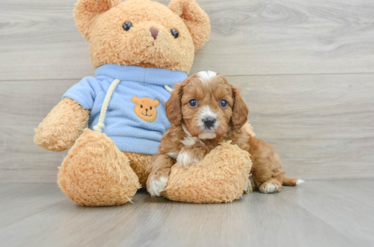 Cavapoo Pup Being Cute