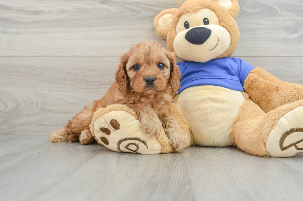 6 week old Cavapoo Puppy For Sale - Premier Pups