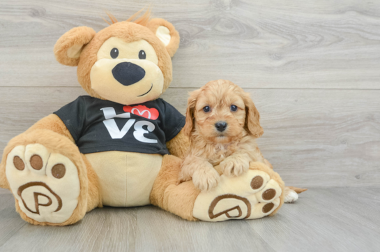 Cavapoo Pup Being Cute