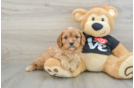 Funny Cavapoo Poodle Mix Pup