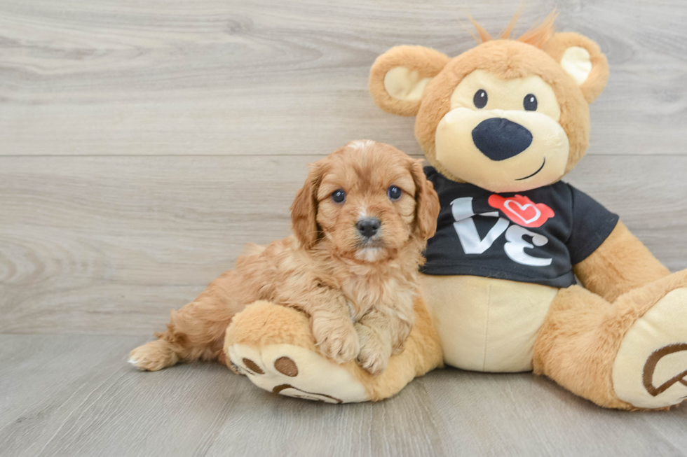 Funny Cavapoo Poodle Mix Pup