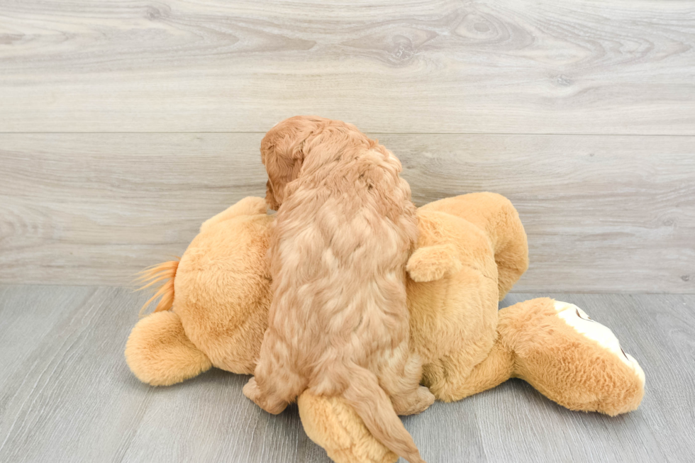 Adorable Cavalier King Charles Spaniel and Poodle Mix Poodle Mix Puppy