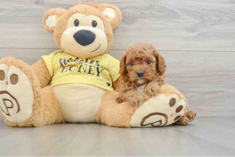 Cavapoo Pup Being Cute
