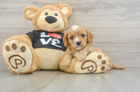 Cavapoo Puppy for Adoption