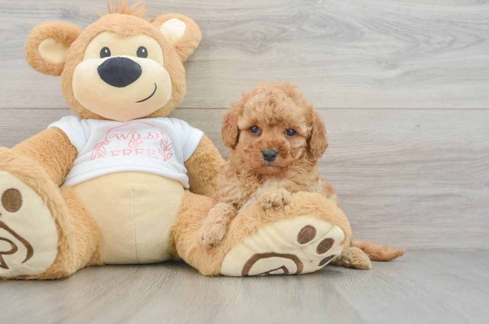 6 week old Cavapoo Puppy For Sale - Premier Pups