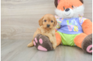 Cavapoo Pup Being Cute
