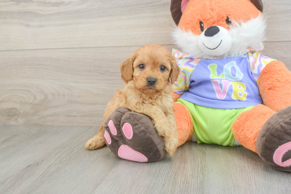 Cavapoo Pup Being Cute