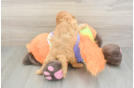 Cavapoo Pup Being Cute