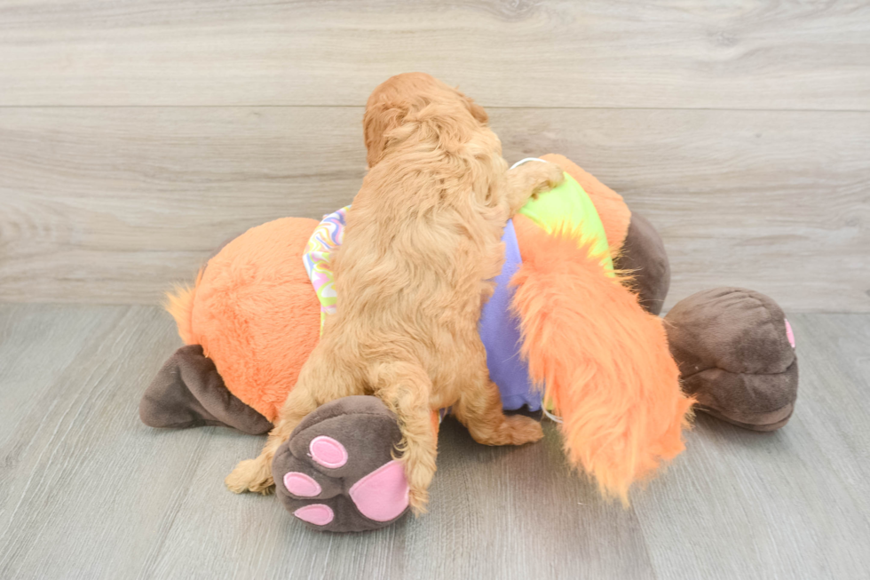 Cavapoo Pup Being Cute