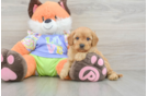 Best Cavapoo Baby