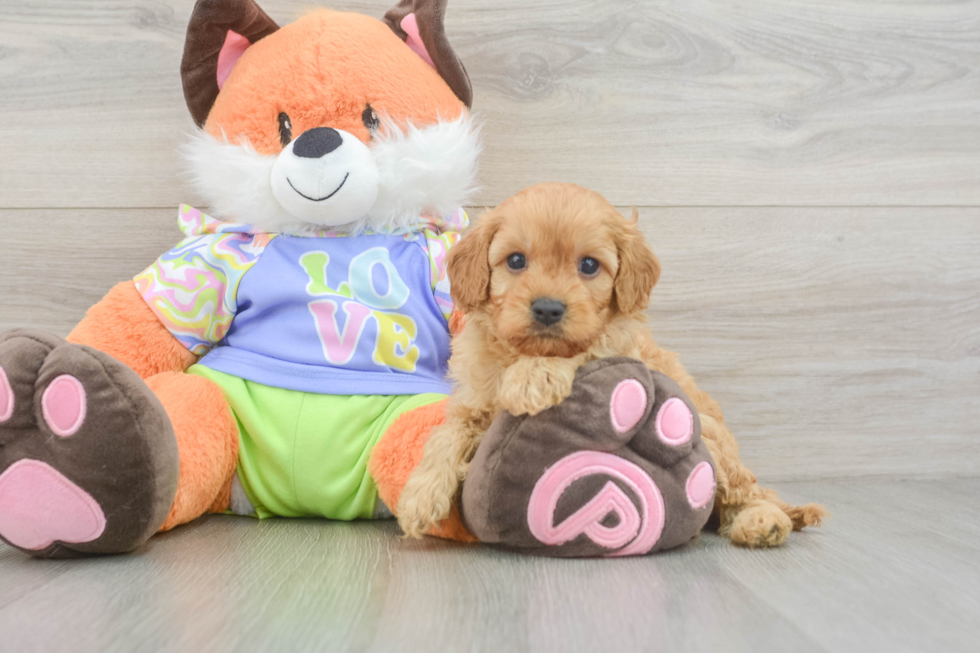 Best Cavapoo Baby
