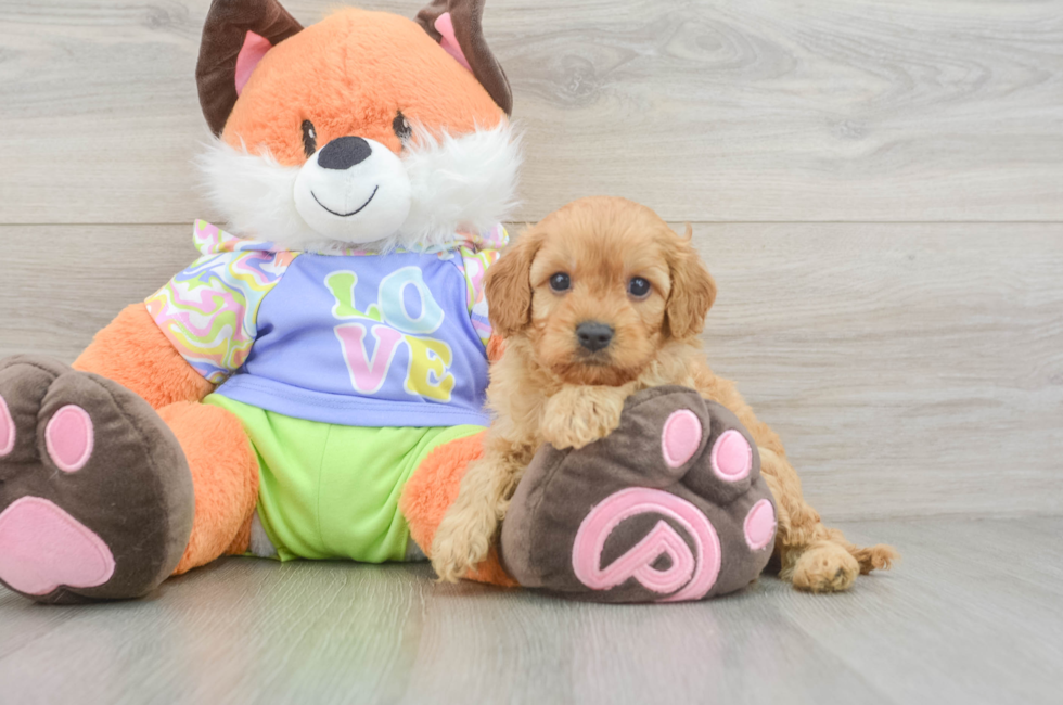 5 week old Cavapoo Puppy For Sale - Premier Pups