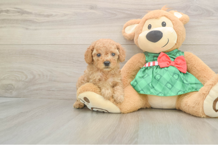 Best Cavapoo Baby
