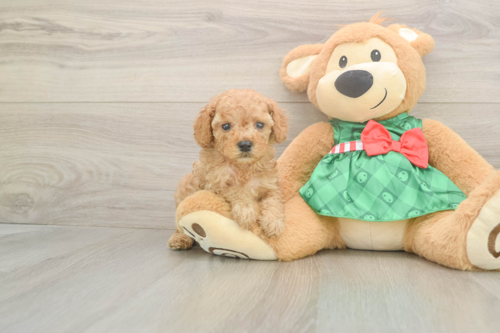 Best Cavapoo Baby