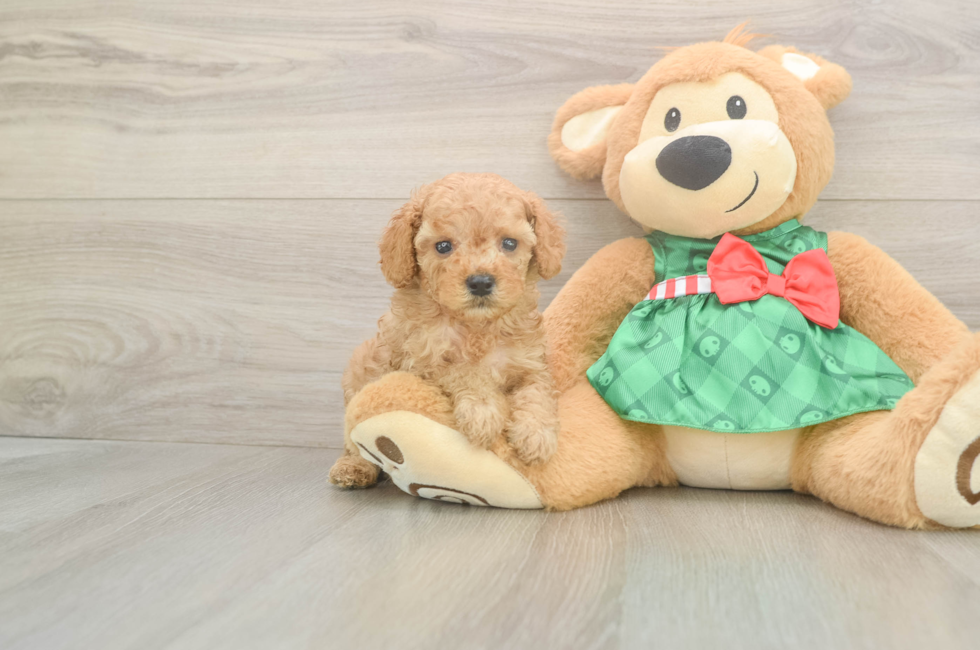 5 week old Cavapoo Puppy For Sale - Premier Pups