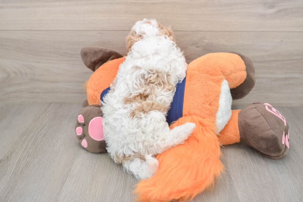 Playful Cavapoodle Poodle Mix Puppy