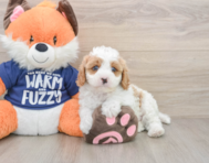 8 week old Cavapoo Puppy For Sale - Premier Pups