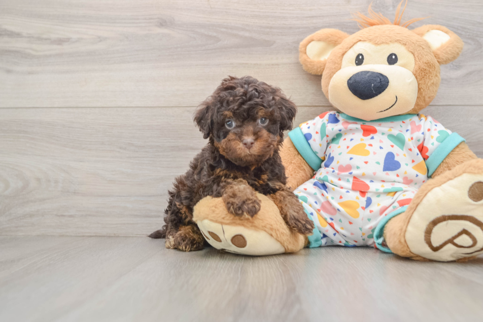 Fluffy Cavapoo Poodle Mix Pup