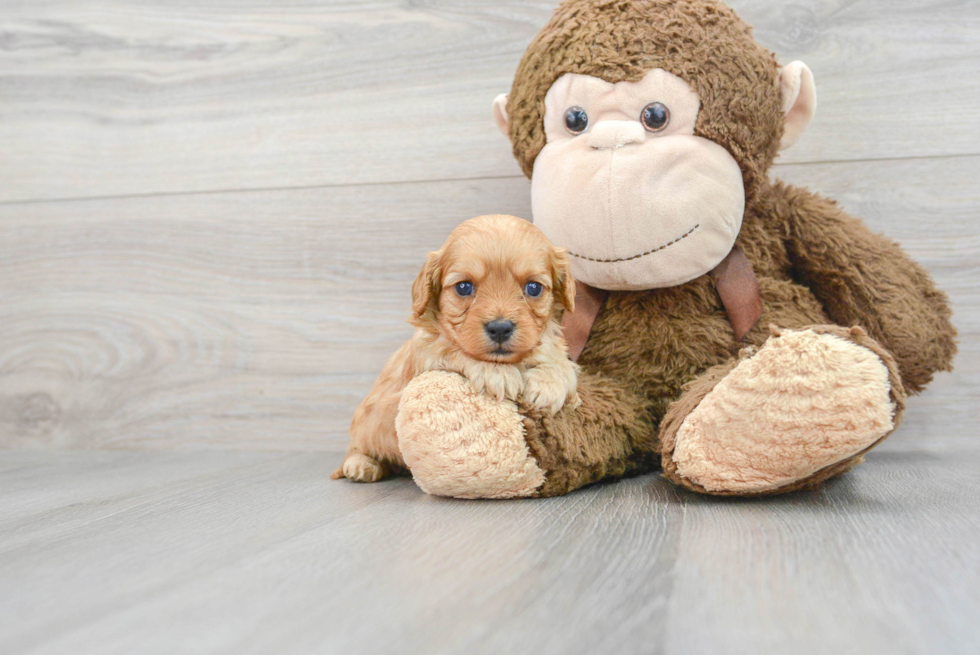 Sweet Cavapoo Baby