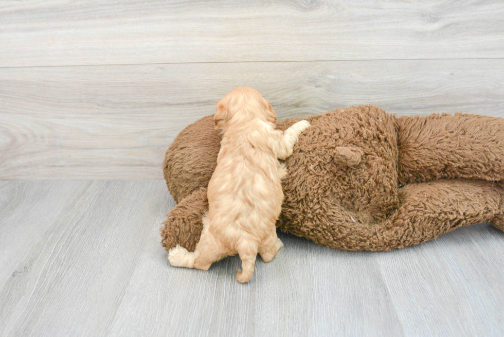 Cavapoo Pup Being Cute