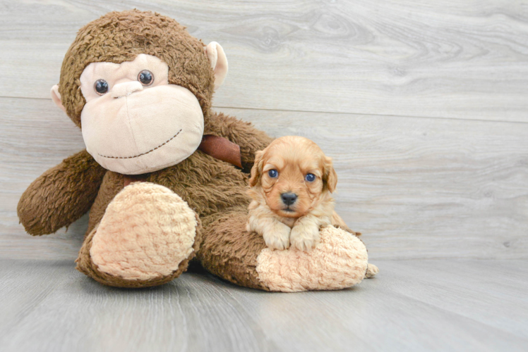 Cavapoo Puppy for Adoption