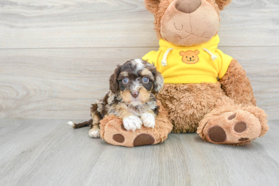 Cavapoo Pup Being Cute