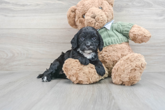 Cavapoo Pup Being Cute