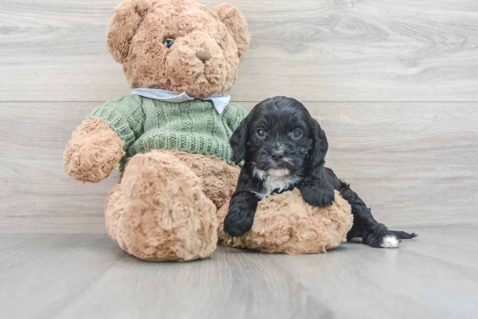 Small Cavapoo Baby