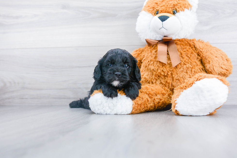 Best Cavapoo Baby