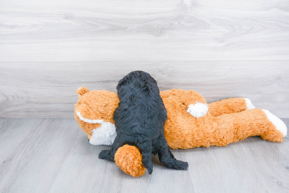 Cavapoo Puppy for Adoption