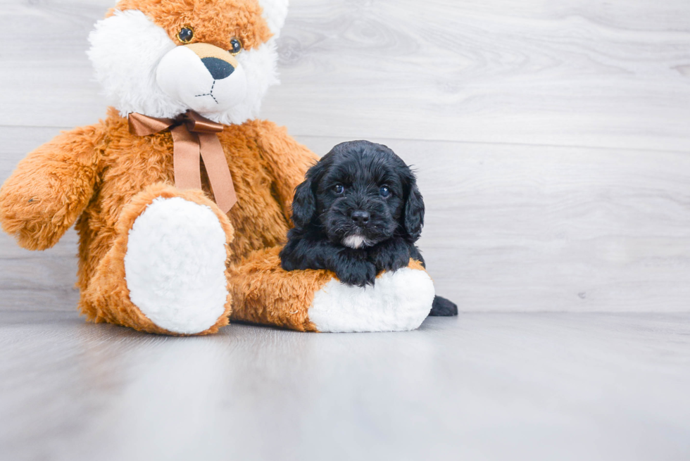 Popular Cavapoo Poodle Mix Pup