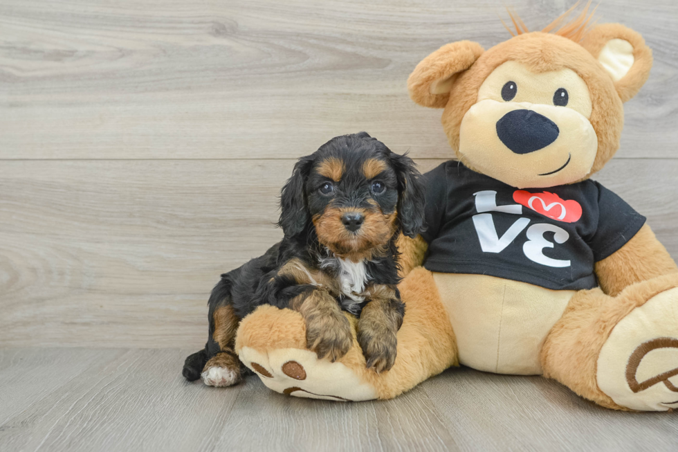 Cute Cavapoo Baby