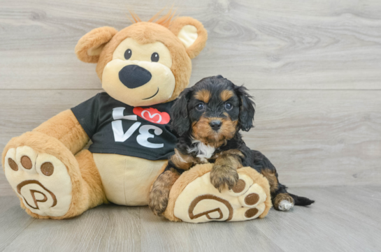 Cavapoo Pup Being Cute