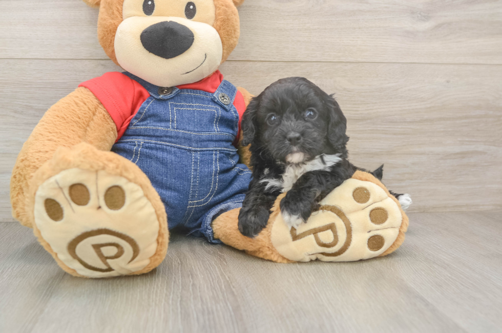 5 week old Cavapoo Puppy For Sale - Premier Pups