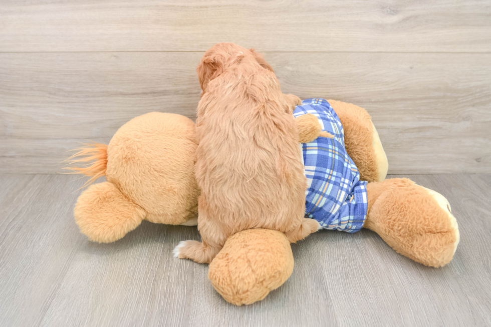 Small Cavapoo Baby