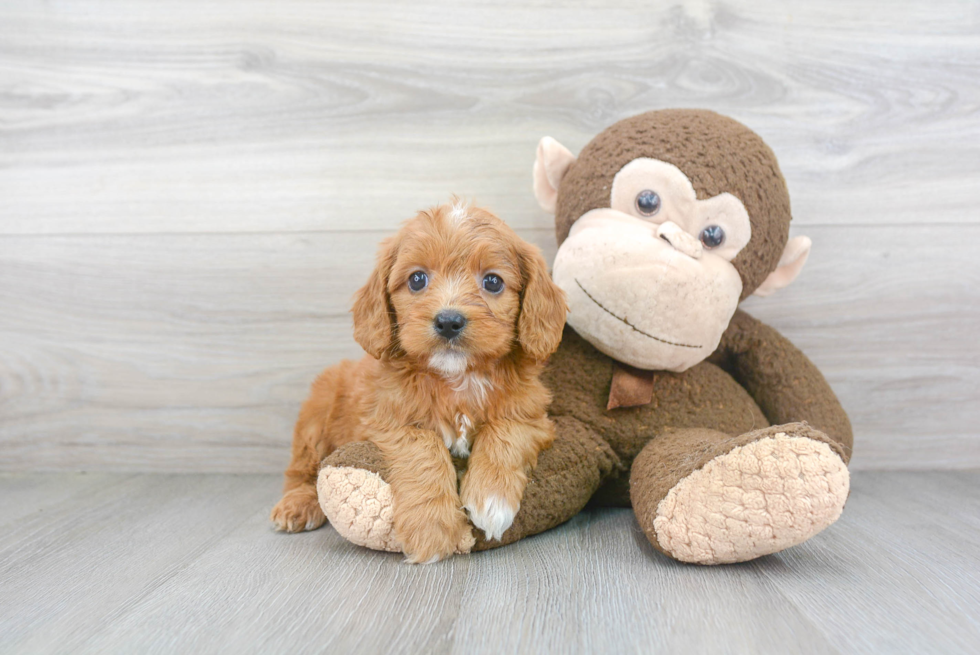 Cavapoo Puppy for Adoption