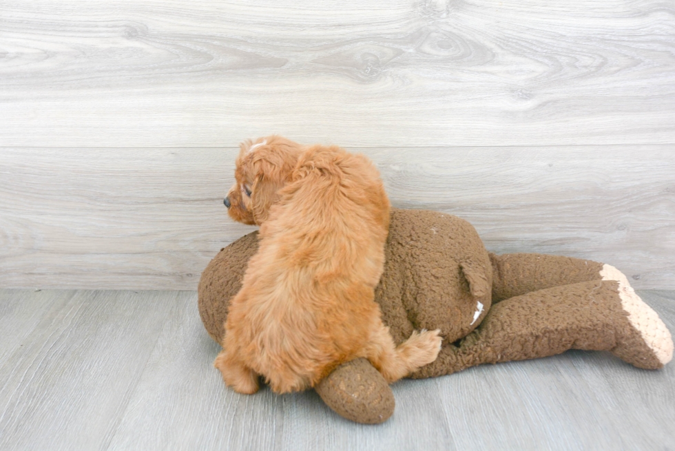 Smart Cavapoo Poodle Mix Pup