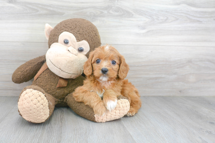 Cavapoo Pup Being Cute