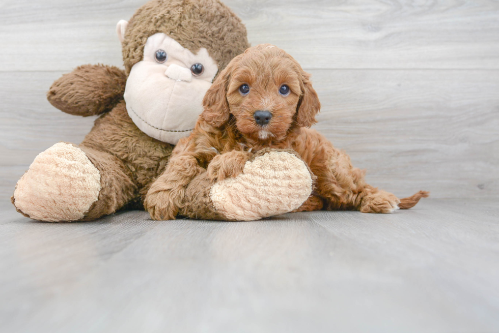 Friendly Cavapoo Baby