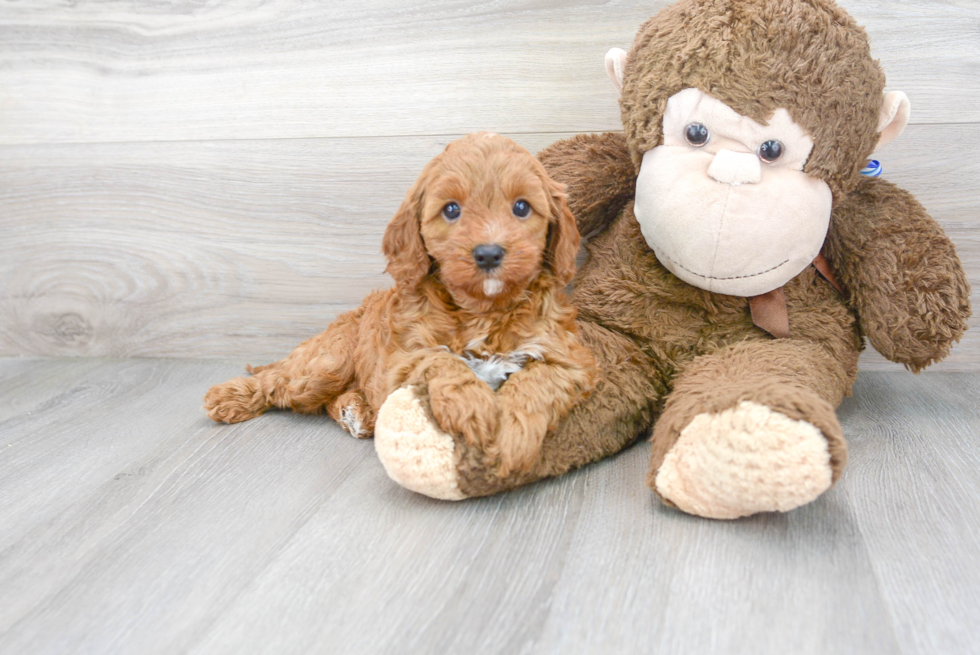 Cavapoo Pup Being Cute